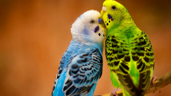 Волнистый попугай 🦜 Выбор, уход, размножение | Pet7