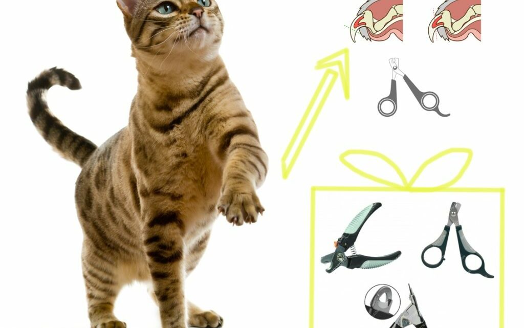 Как правильно стричь когти кошке 🐈 Инструкция | Pet7